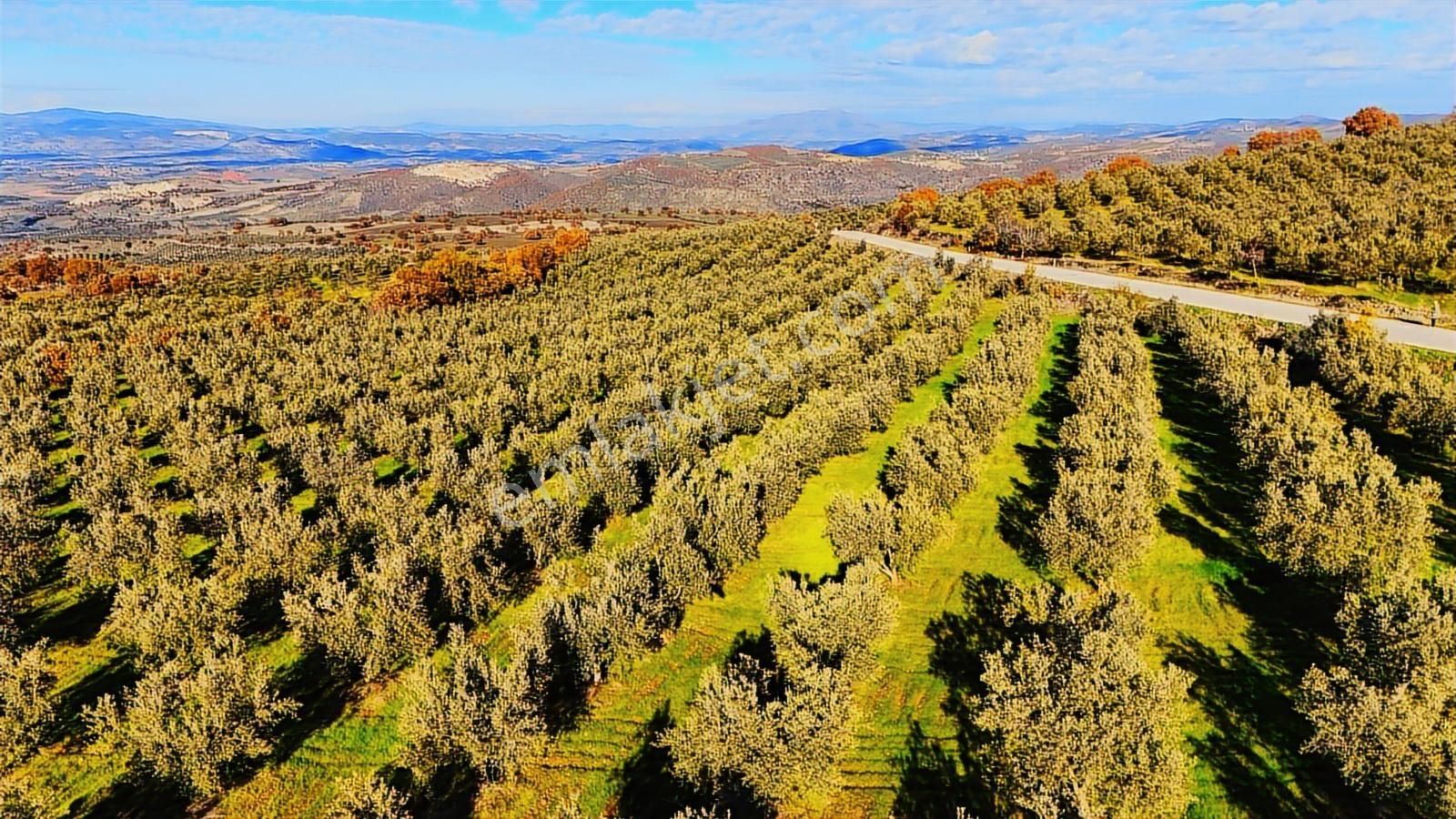 Salihli Hacıköseli'de Satılık Asfalta Sıfır 55361 M2 Zeytinlik - Görsel 30