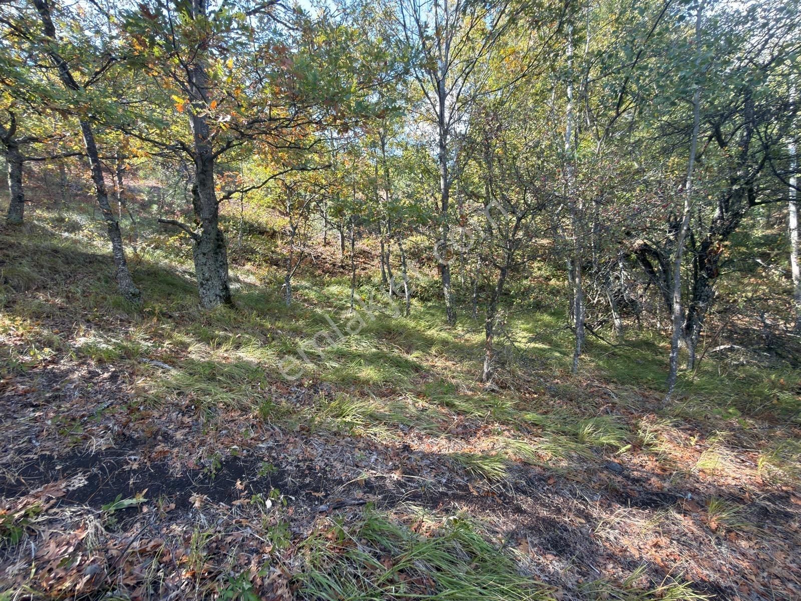 İznik Osmaniye'de Resmi Yola Cepheli 3510 M2 Müstakil Tapu Tarla - Görsel 28