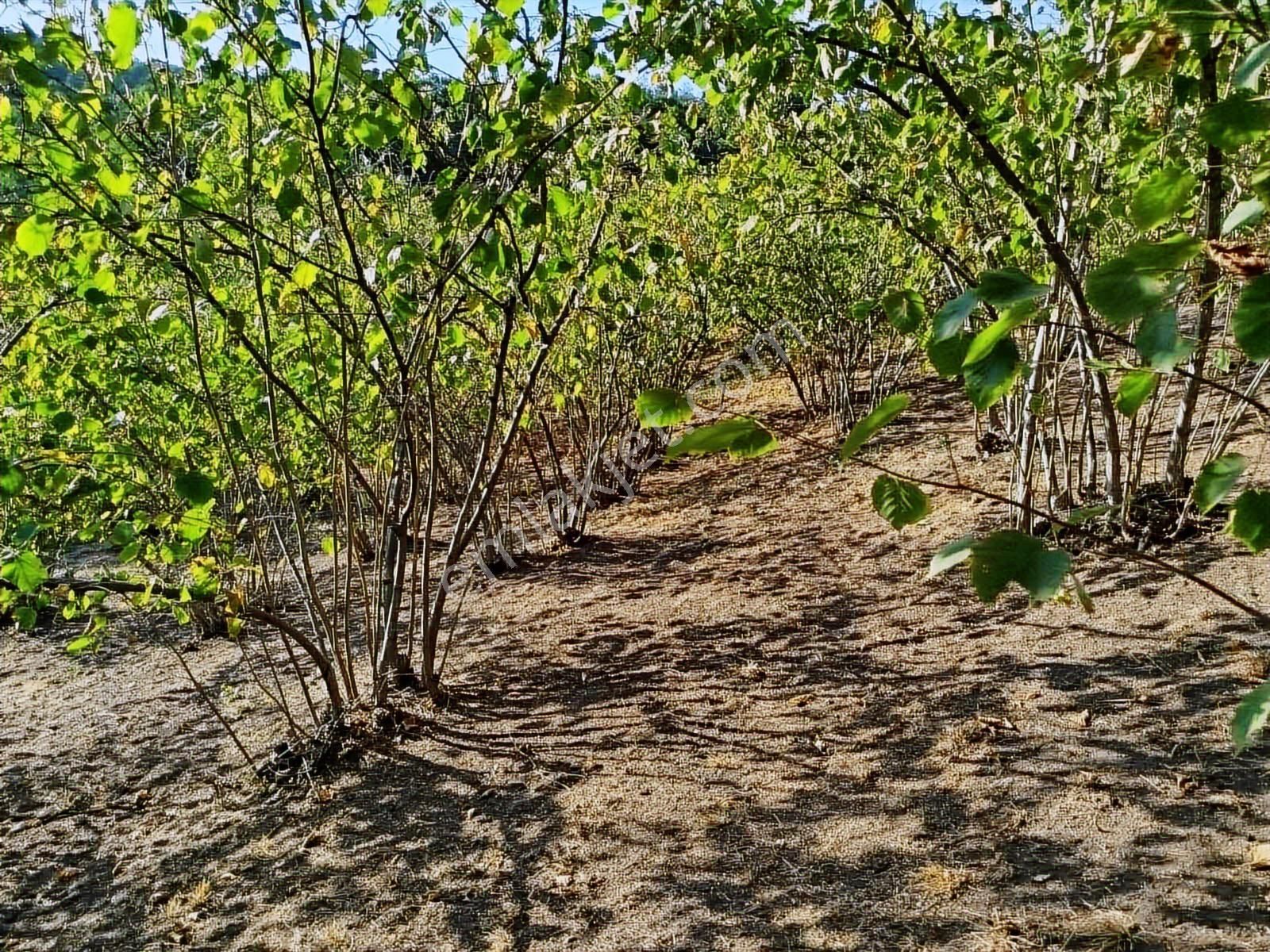 Yön Group'tan Kuzuluk'ta Satılık Arsa - Görsel 26