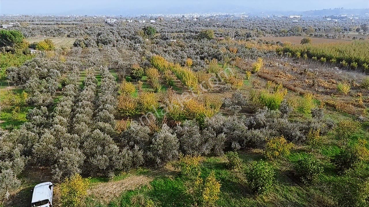 Satılık Müstakil Parsel İzmir Kemalpaşa Aşağı Kızılca - Görsel 14