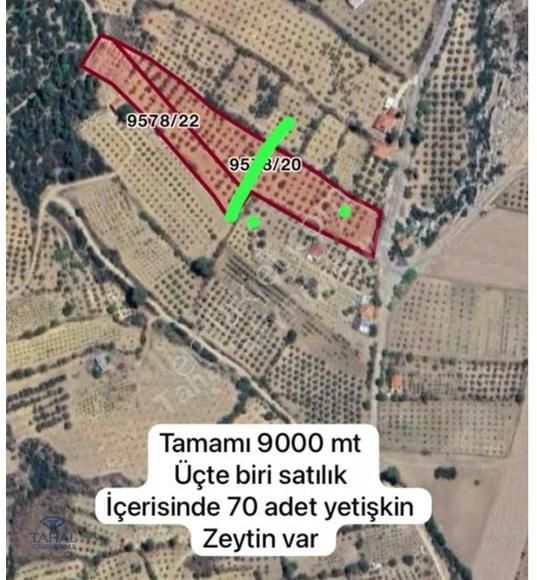Satılık Hisse Döşemealtı / Akkoç Yetişmiş Zeytin Ağaçları - Görsel 2