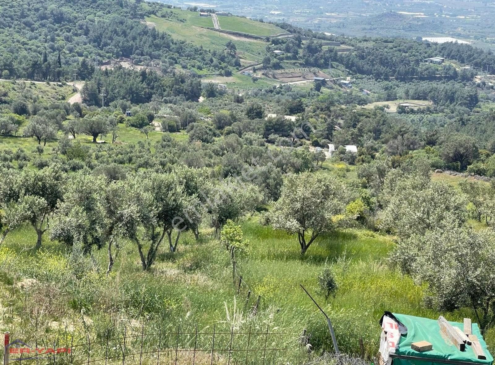 Emsallerine Göre Uygun Fiyat'a Zeytinlik - Görsel 3