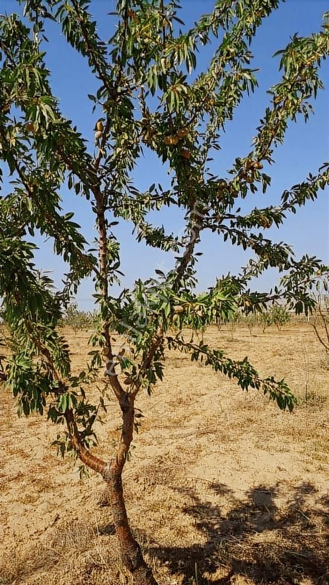 Akyurt Kalaba Mah 330m2 Elektrik Su Tel Örgülü Köşe Başı Bahçe - Görsel 13