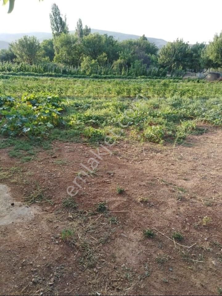 Lotus Tan Delice Merkezde Tek Tapu Hazır Bahçe - Görsel 12