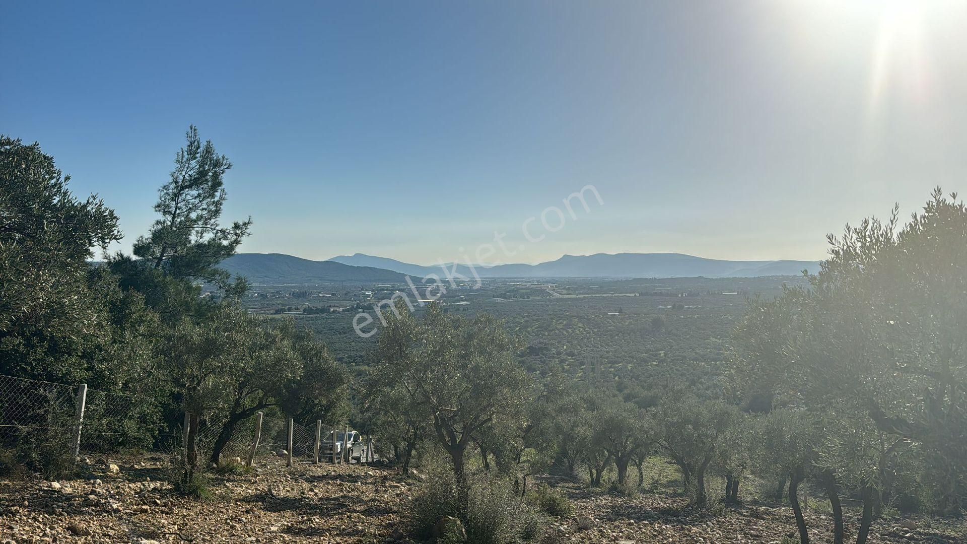Hüseyin Güneş Den Saipler Köyünde Satılık Tarla - Görsel 8
