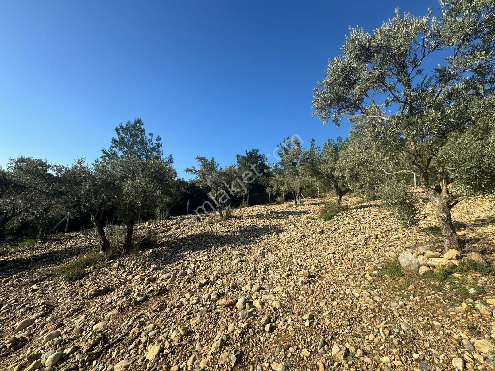 Hüseyin Güneş Den Saipler Köyünde Satılık Tarla - Görsel 5