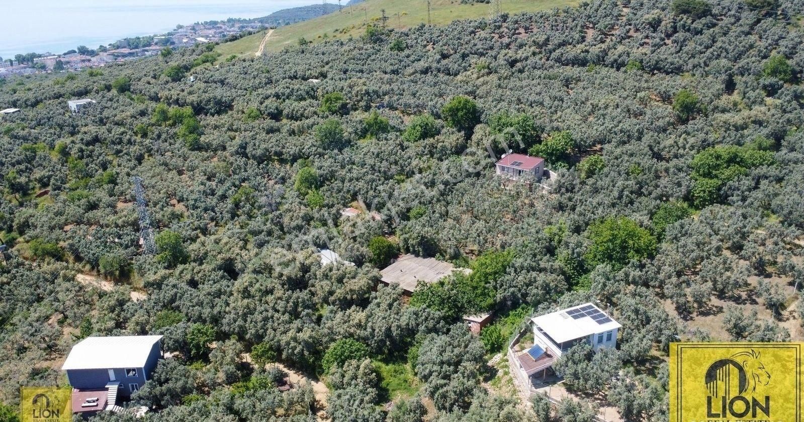 🟨⬛lıon Emlak'tan Balıkesir Erdek Atatürk Mahallesinde 3397 M² Satılık Zeytinlik⬛🟨 - Görsel 6