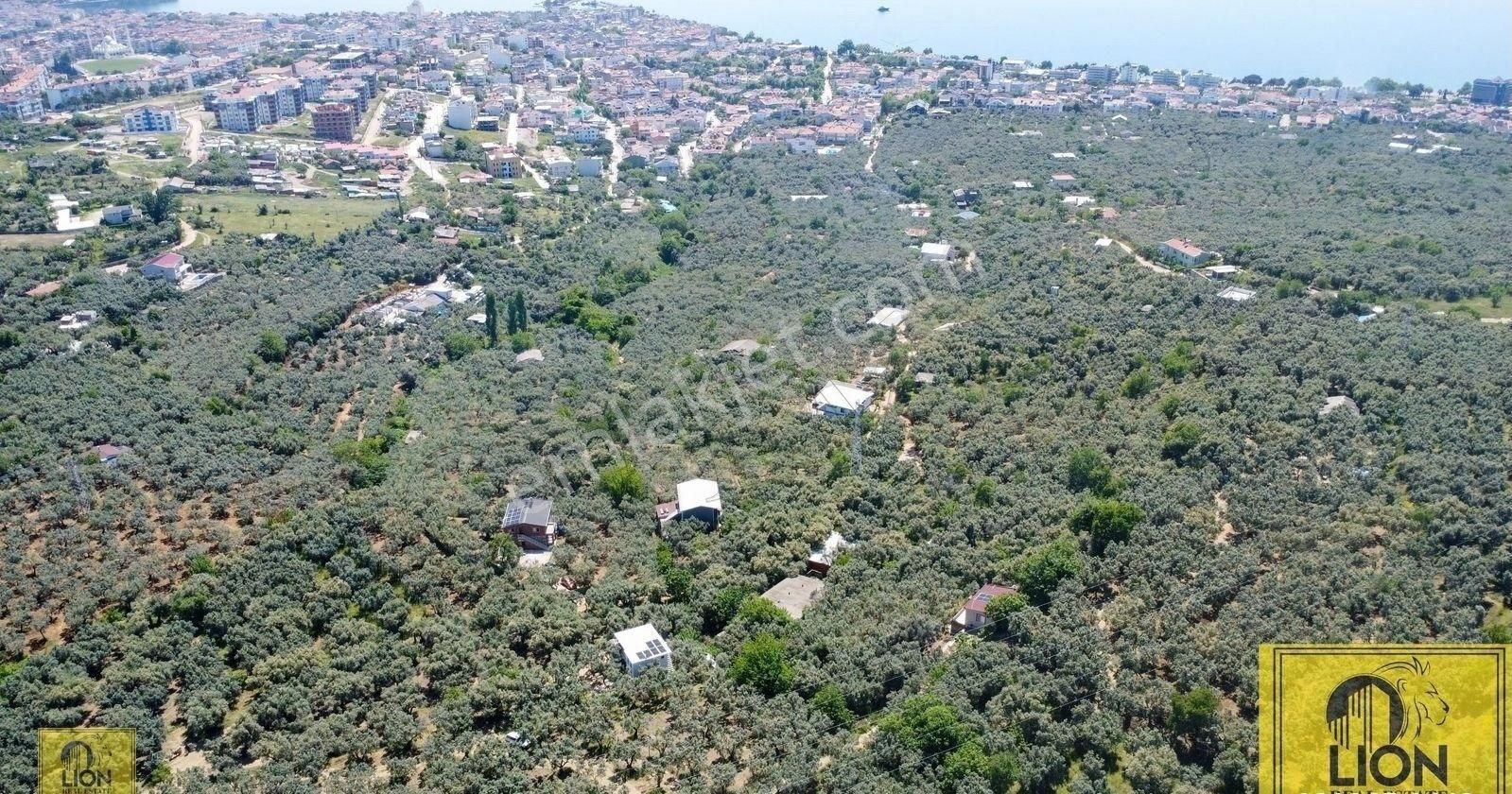 🟨⬛lıon Emlak'tan Balıkesir Erdek Atatürk Mahallesinde 3397 M² Satılık Zeytinlik⬛🟨 - Görsel 12