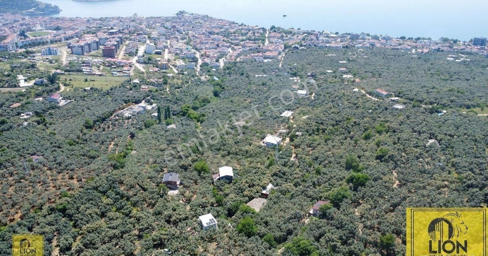 🟨⬛lıon Emlak'tan Balıkesir Erdek Atatürk Mahallesinde 3397 M² Satılık Zeytinlik⬛🟨 - Görsel 2
