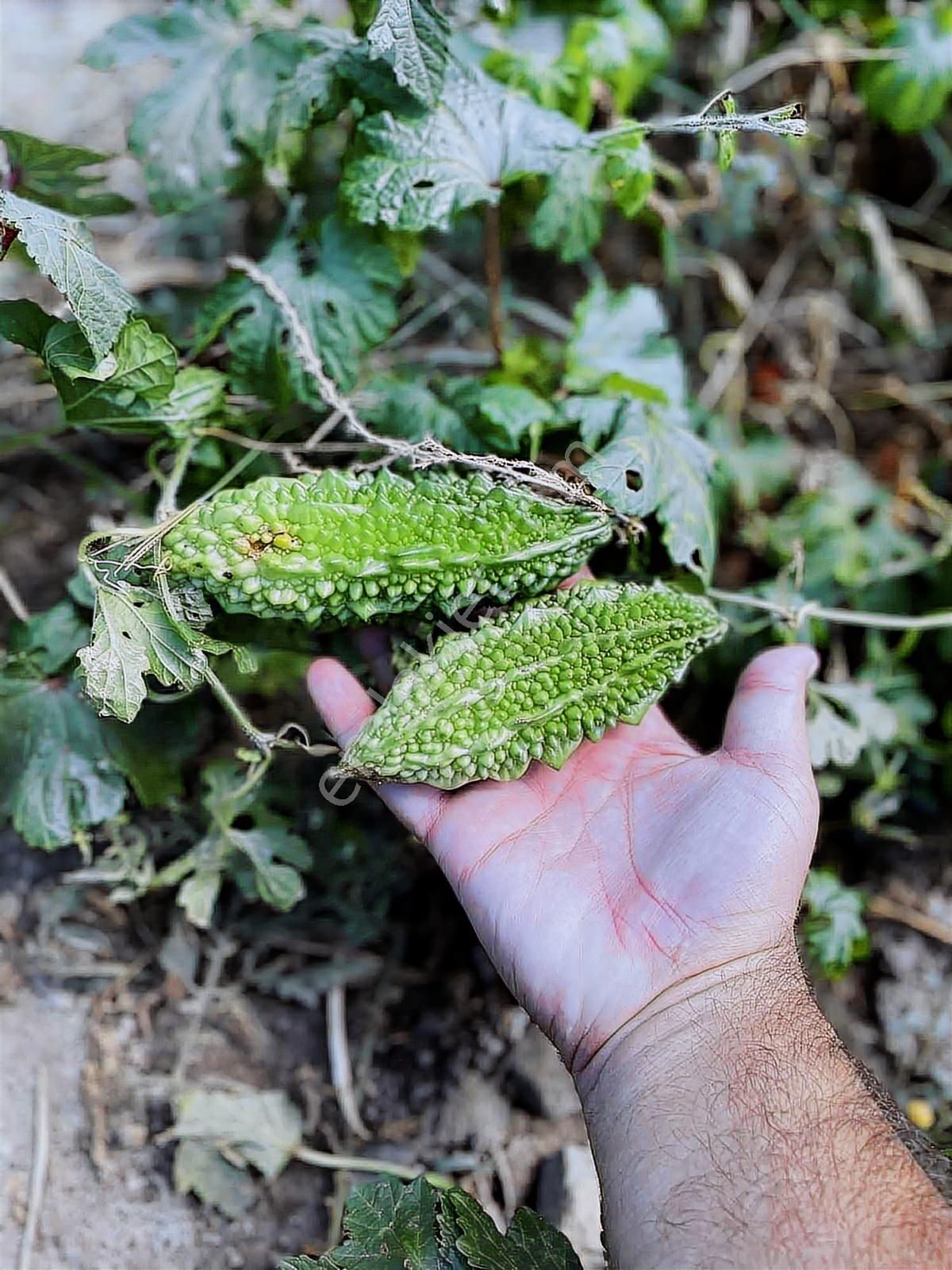 Bergamanın Saklı Köyü Avunduk'ta %50 2 Kat İmarlı Arsa - Görsel 11
