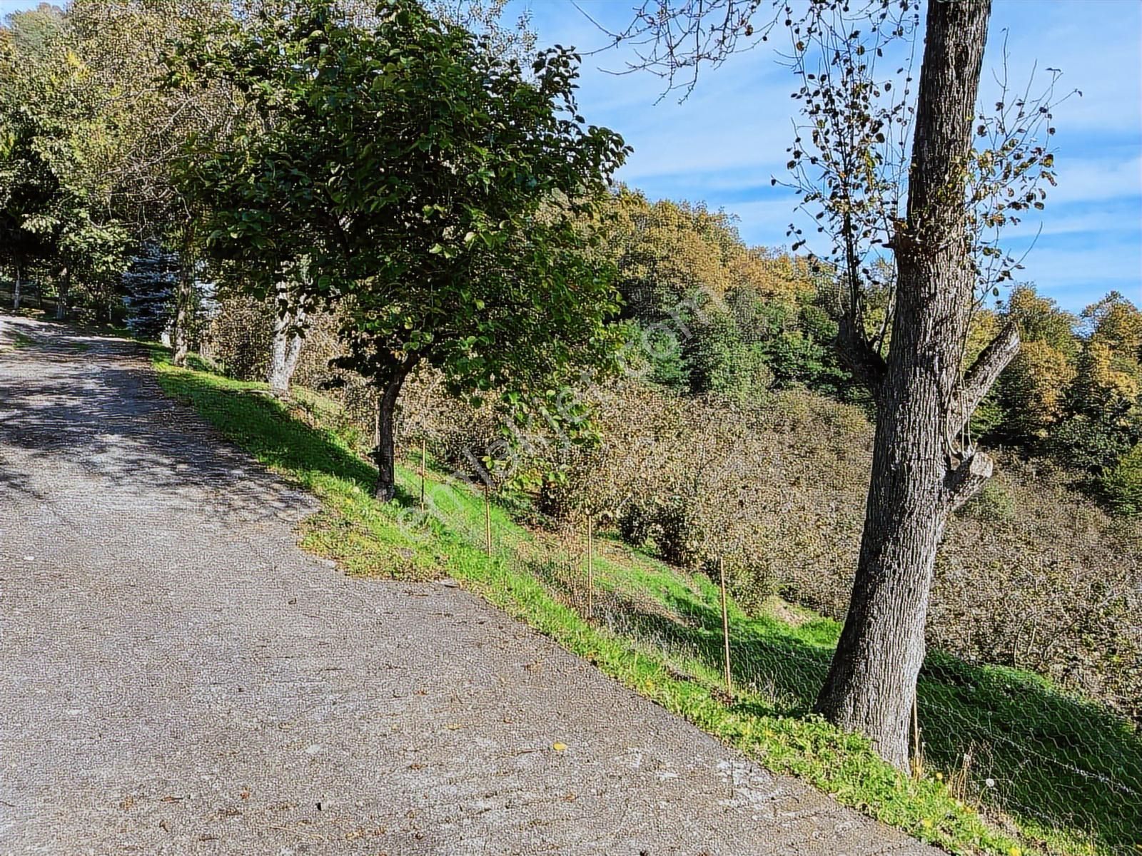 Realty World Park Gayrimenkul 6386 M2 Satılık Fındık Bahçesi - Görsel 6