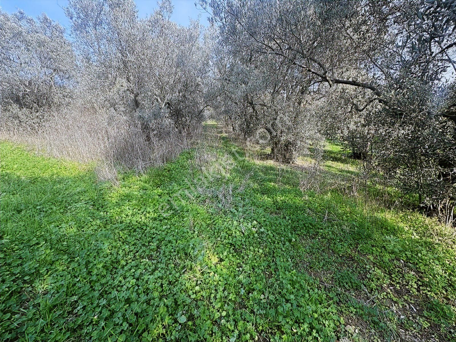 Tırpan Gayrimenkulden Akköyde 2333m2 Bursa Manzaralı Satılık - Görsel 5