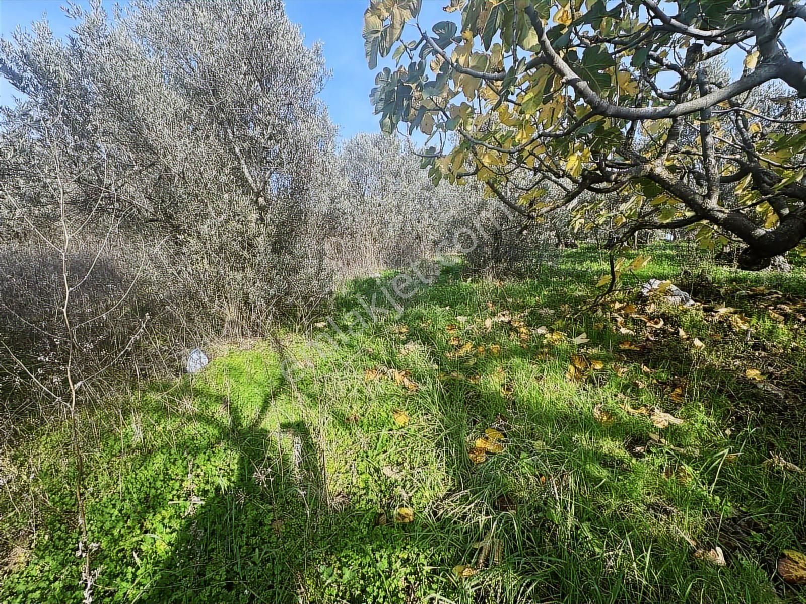 Tırpan Gayrimenkulden Akköyde 2333m2 Bursa Manzaralı Satılık - Görsel 9