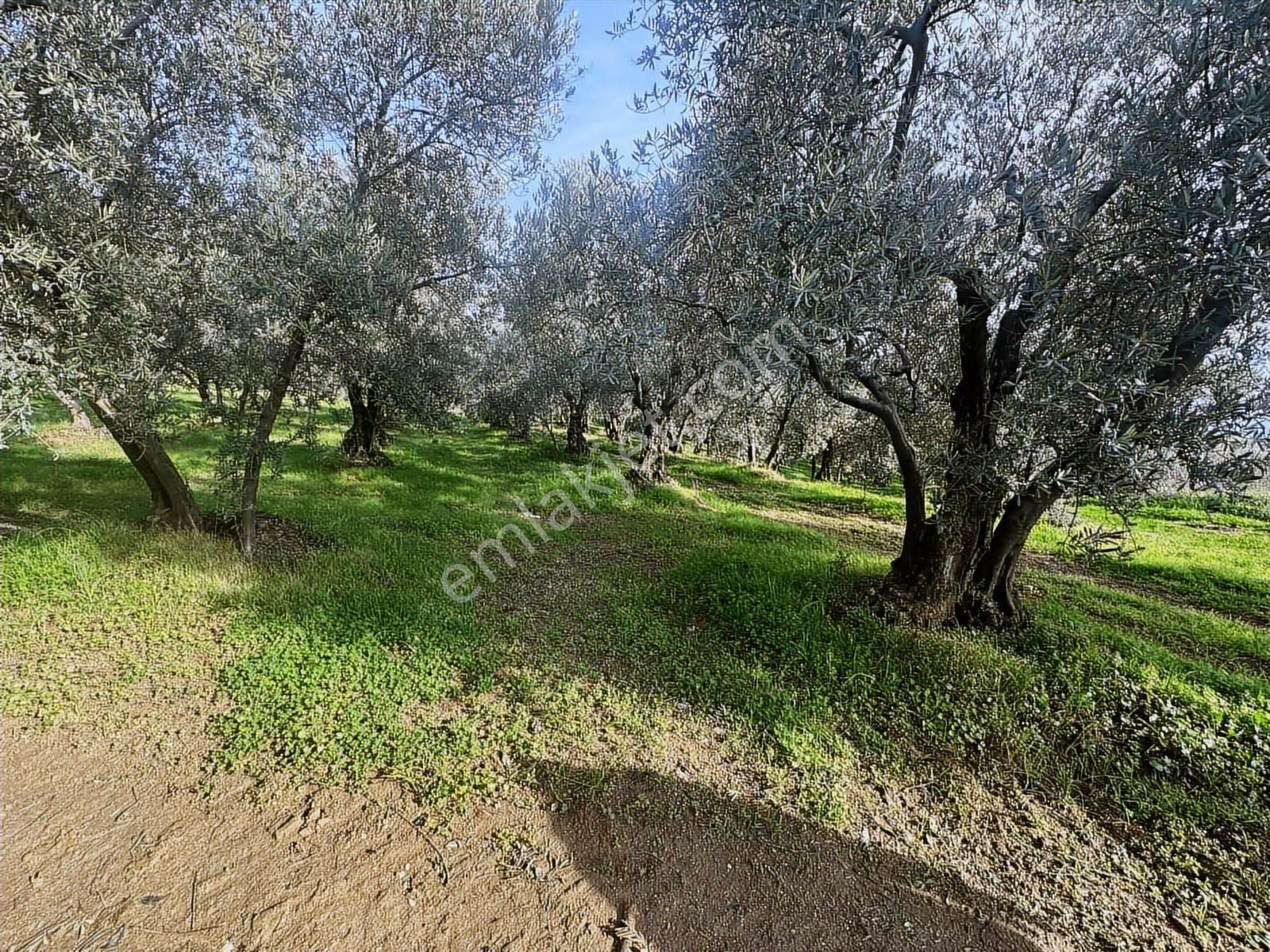 Tırpan Gayrimenkulden Akköyde 2333m2 Bursa Manzaralı Satılık - Görsel 13