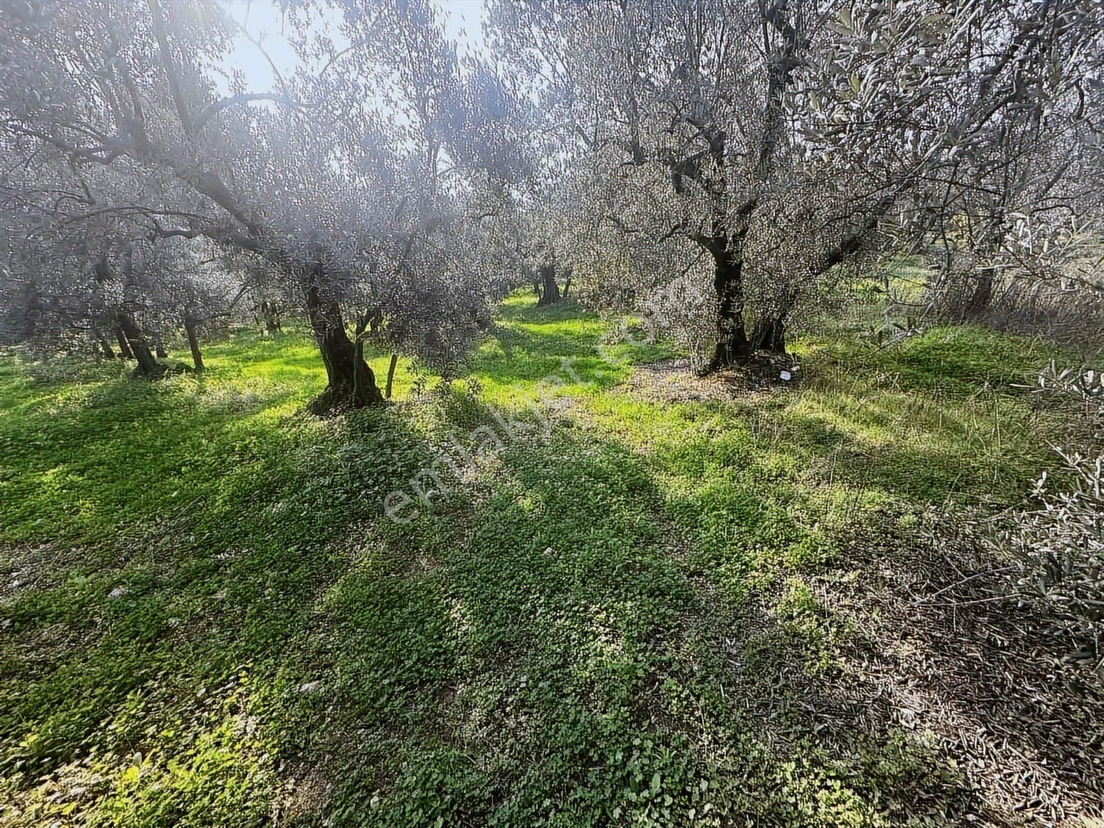 Tırpan Gayrimenkulden Akköyde 2333m2 Bursa Manzaralı Satılık - Görsel 7