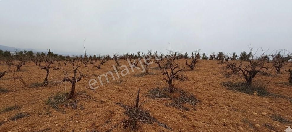 Denizli Çal Kabalar’da Aktif Üzüm Bağı – 7.515 M²