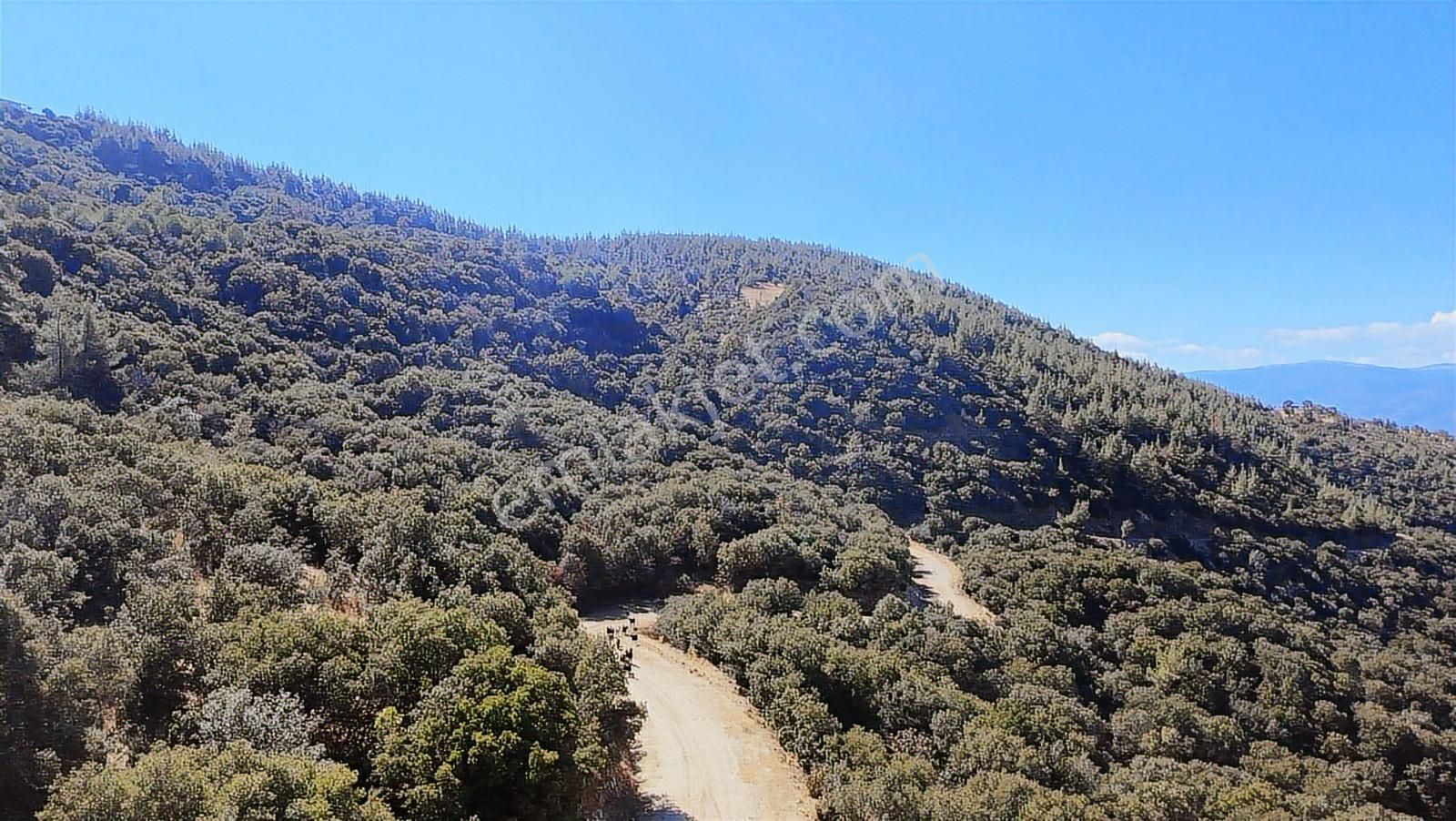 Aydın Nazilli 4757 M2 Satılık Bağ Nitekli Arazi - Görsel 10