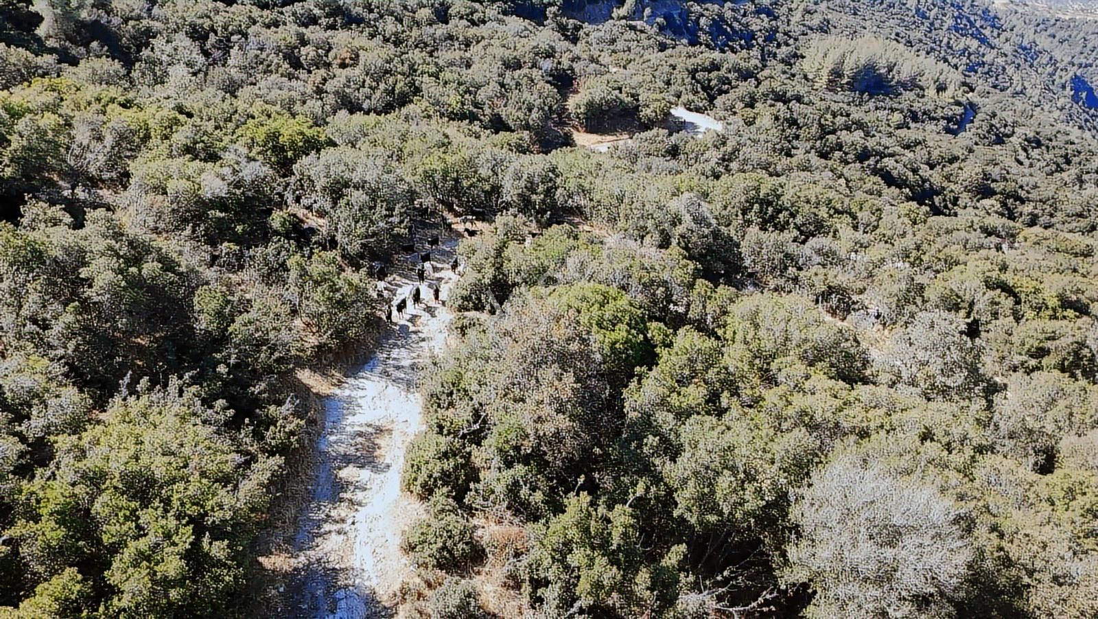 Aydın Nazilli 4757 M2 Satılık Bağ Nitekli Arazi - Görsel 13