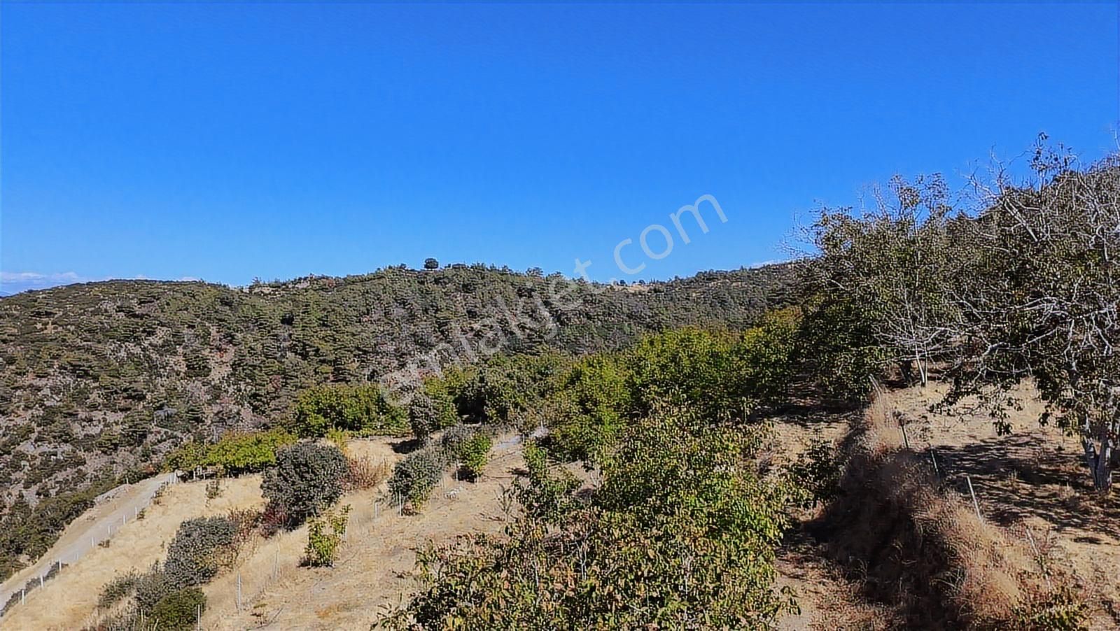 Aydın Nazilli 4757 M2 Satılık Bağ Nitekli Arazi