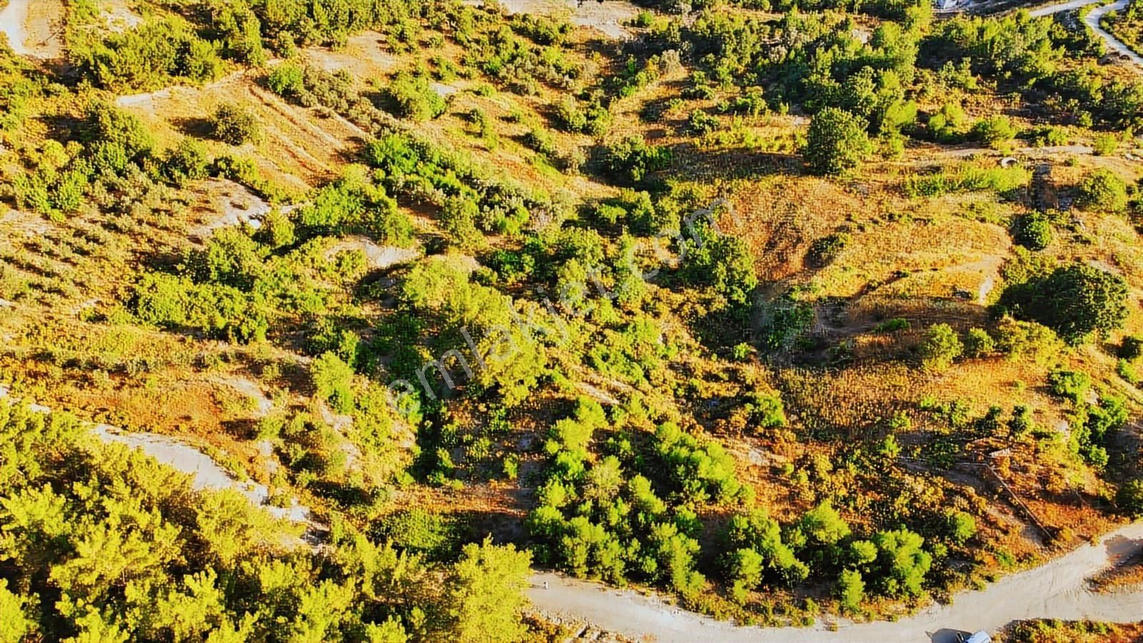 Alanya Üzümlü De Deniz, Baraj Manzaralı 1300 M2 Fırsat Tarla - Görsel 16