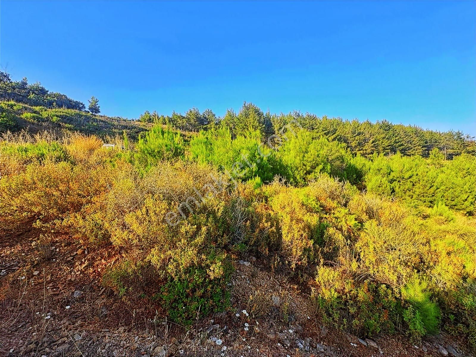 Alanya Üzümlü De Deniz, Baraj Manzaralı 1300 M2 Fırsat Tarla - Görsel 15