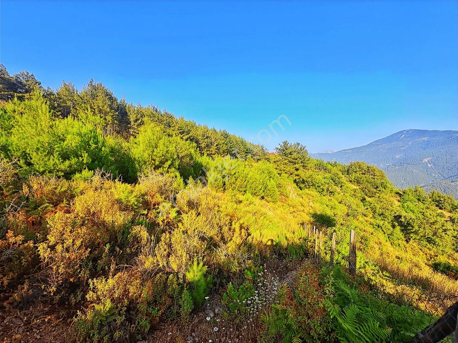 Alanya Üzümlü De Deniz, Baraj Manzaralı 1300 M2 Fırsat Tarla - Görsel 3