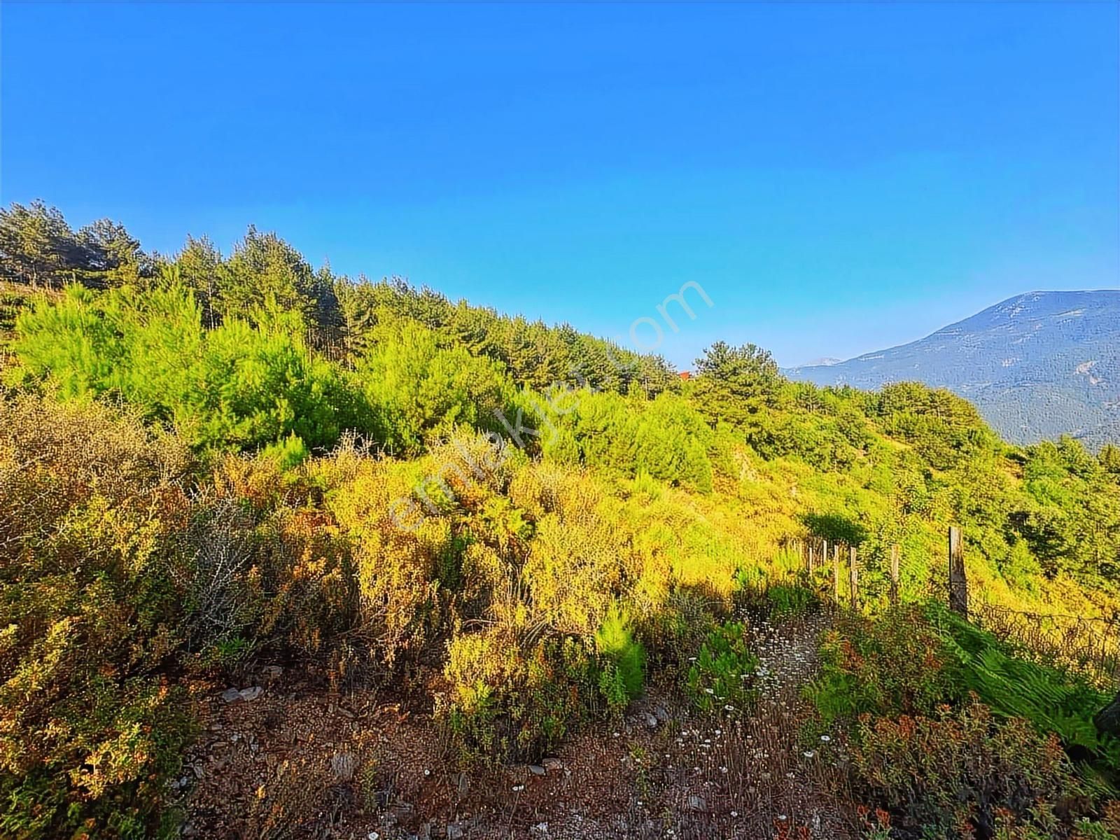 Alanya Üzümlü De Deniz, Baraj Manzaralı 1300 M2 Fırsat Tarla - Görsel 5