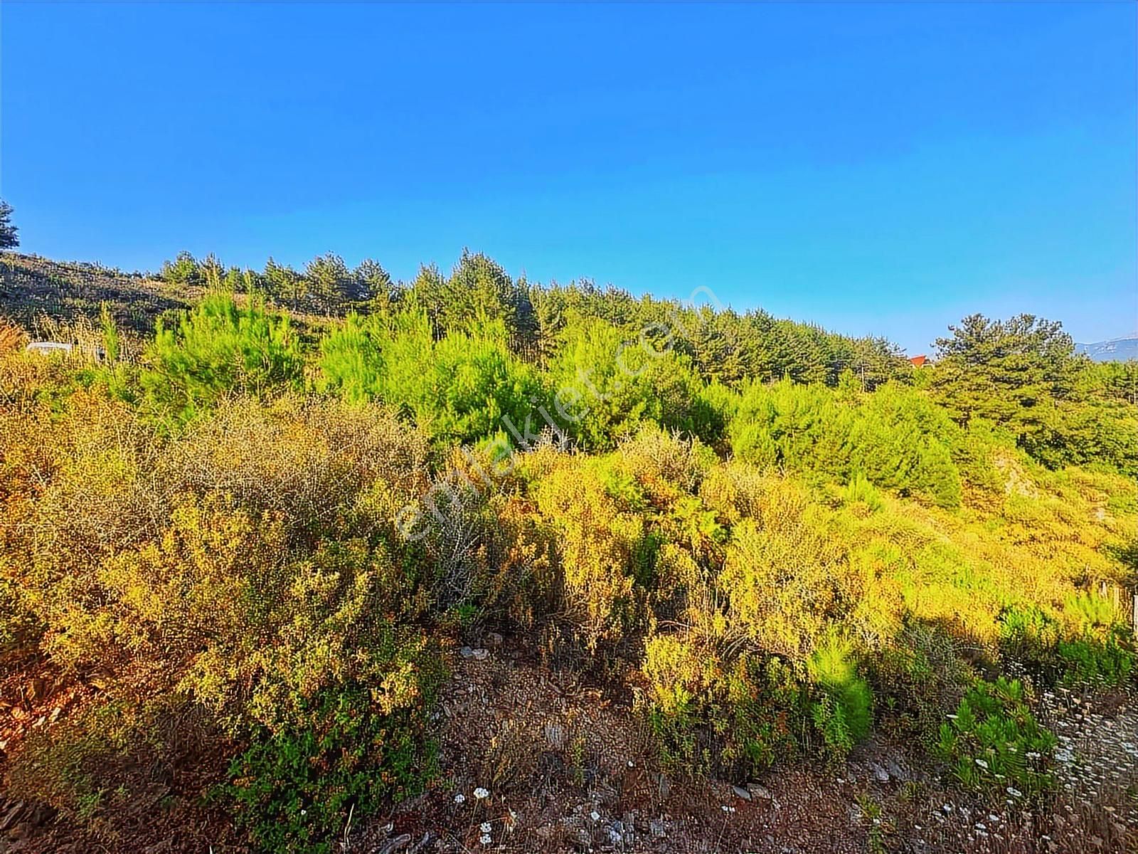 Alanya Üzümlü De Deniz, Baraj Manzaralı 1300 M2 Fırsat Tarla - Görsel 9