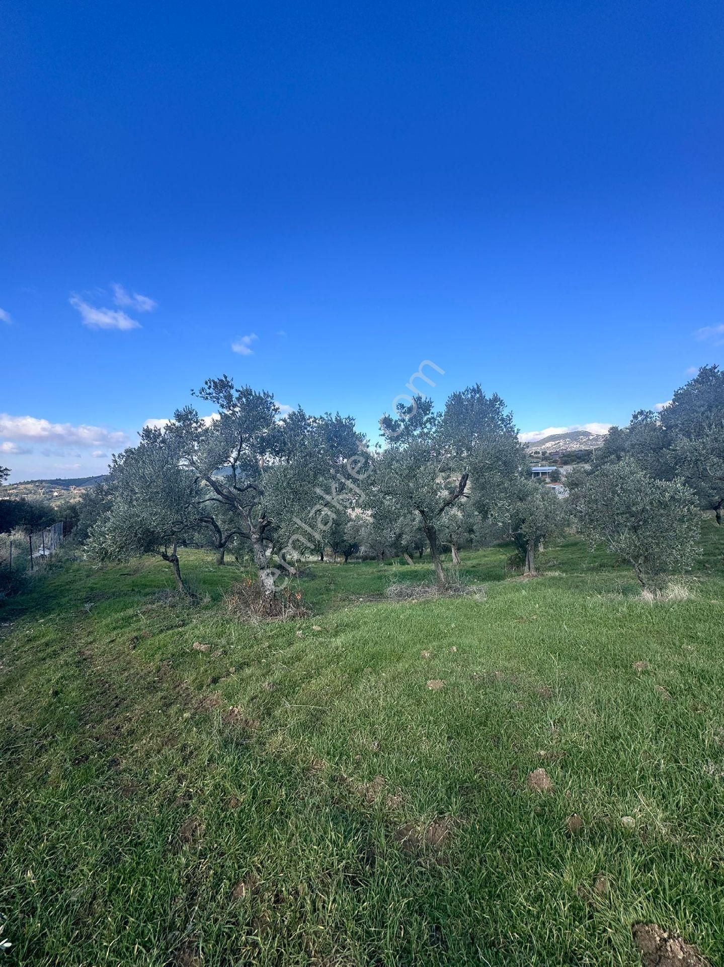 Sahibinden Satılık 5470m Zeytinlik Tarla - Görsel 10