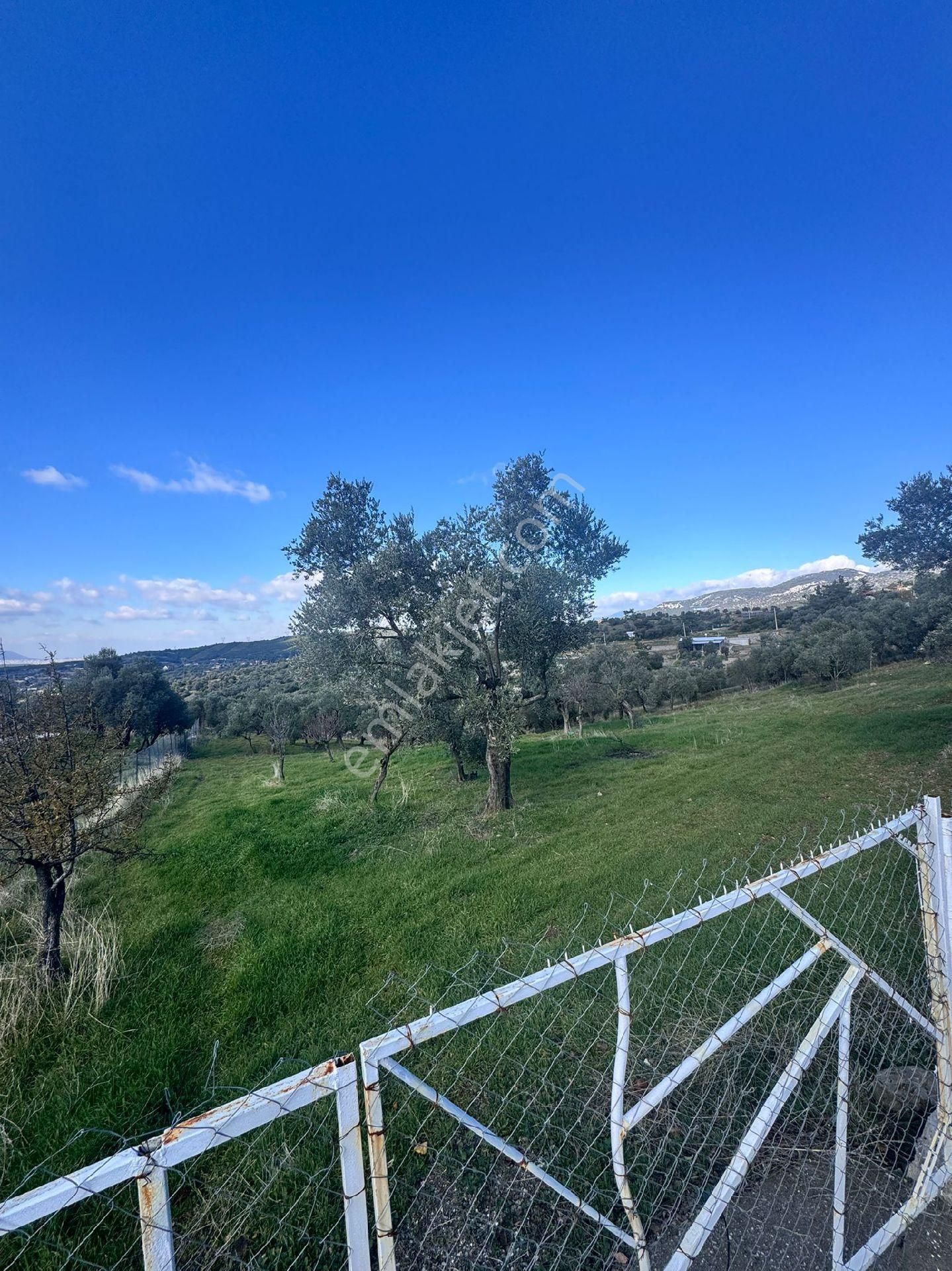 Sahibinden Satılık 5470m Zeytinlik Tarla - Görsel 9