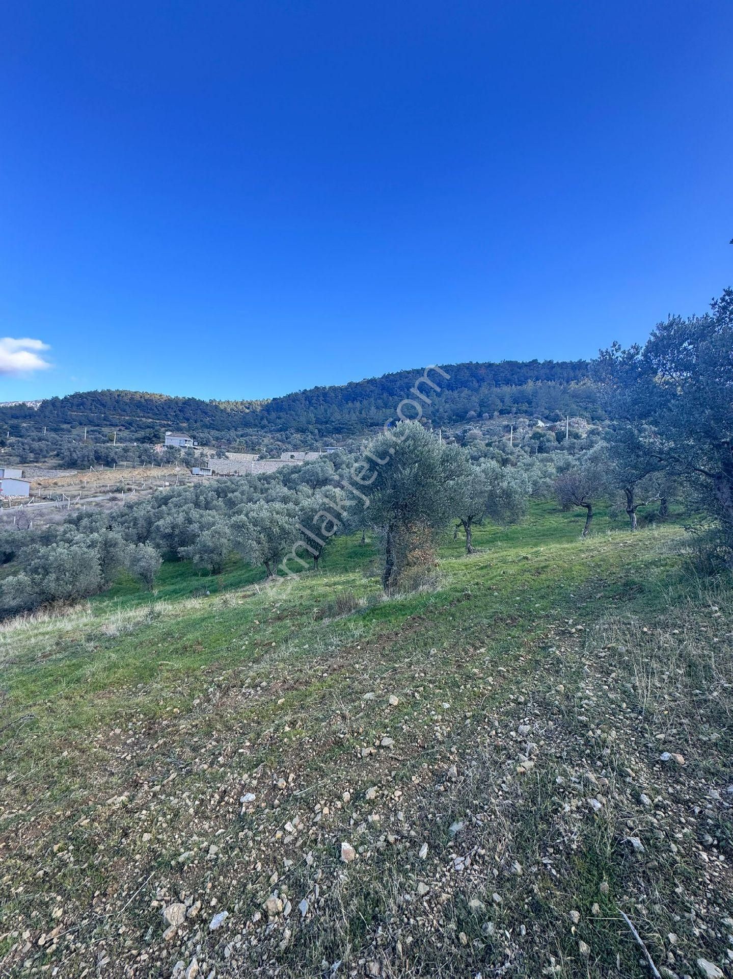 Sahibinden Satılık 5470m Zeytinlik Tarla - Görsel 14