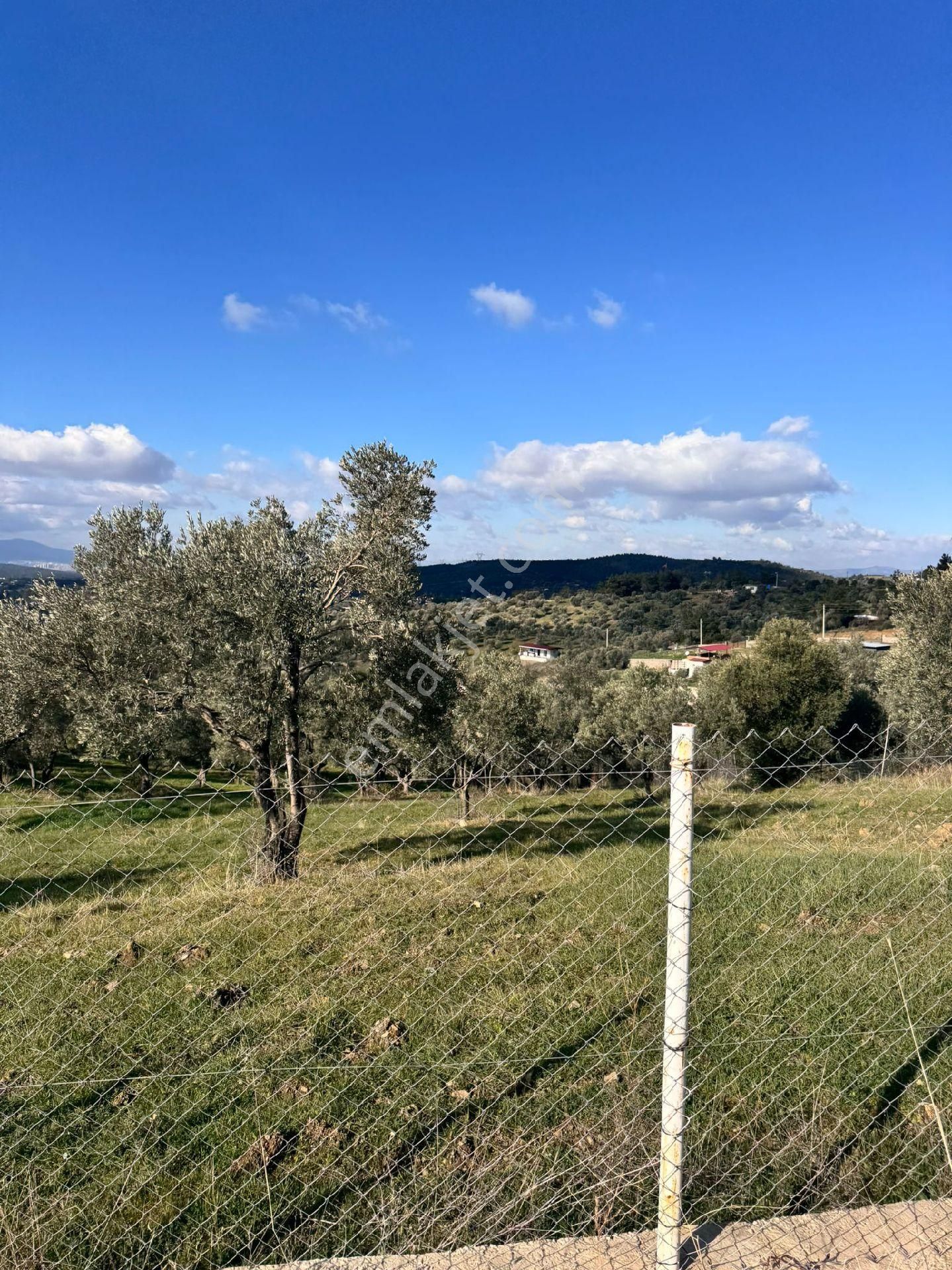 Sahibinden Satılık 5470m Zeytinlik Tarla - Görsel 6