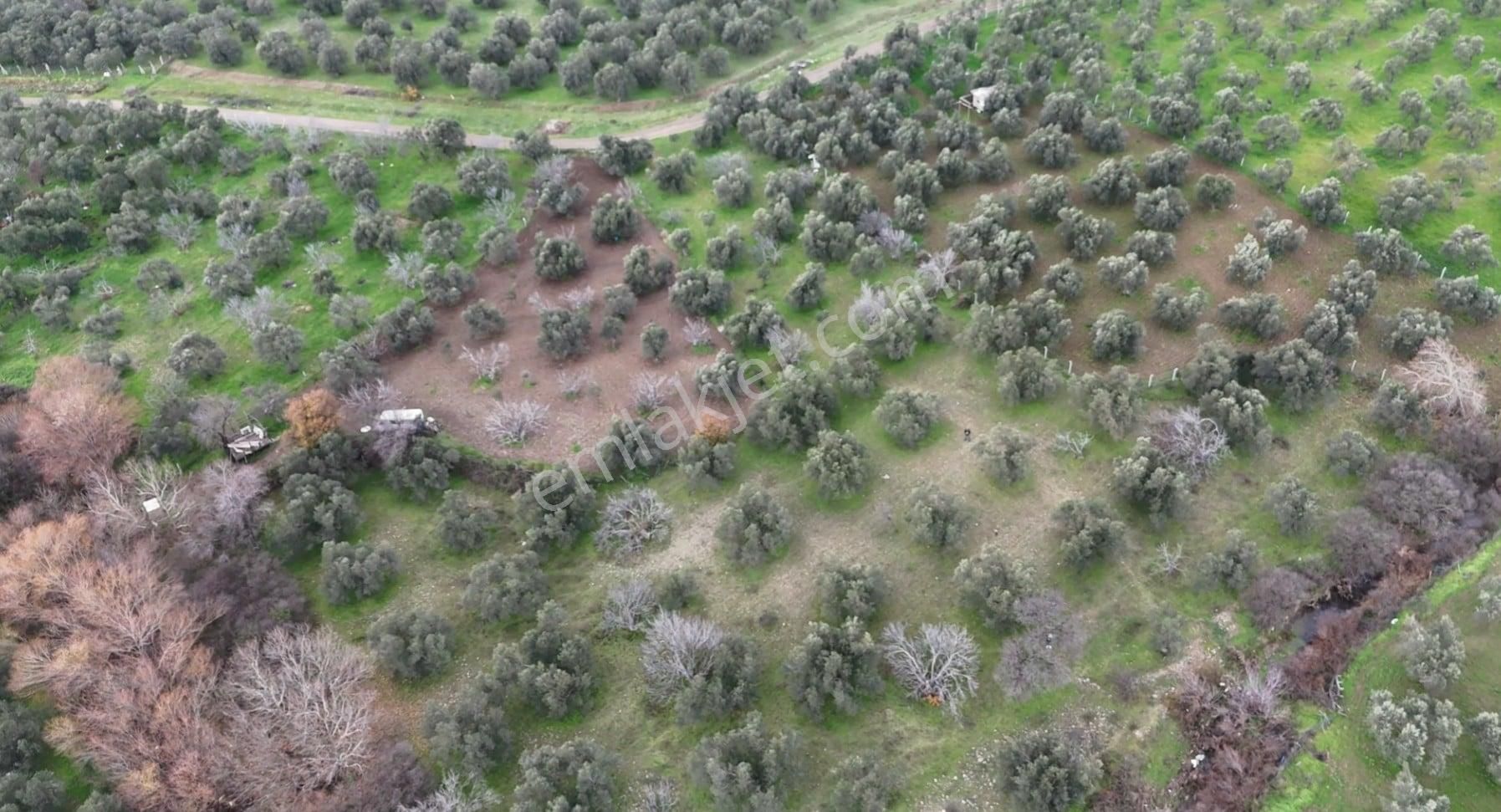 Golden Globy, Edremit Yaylaönü'nde Dere Kenarında Satılık 4,5 Dönüm Zeytinlik - Görsel 9