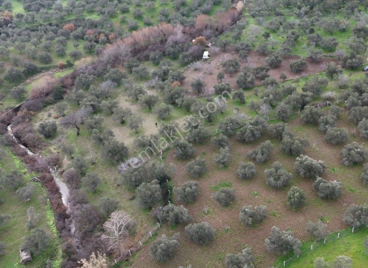 Golden Globy, Edremit Yaylaönü'nde Dere Kenarında Satılık 4,5 Dönüm Zeytinlik - Görsel 15