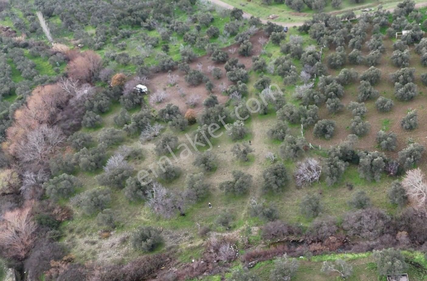 Golden Globy, Edremit Yaylaönü'nde Dere Kenarında Satılık 4,5 Dönüm Zeytinlik - Görsel 10