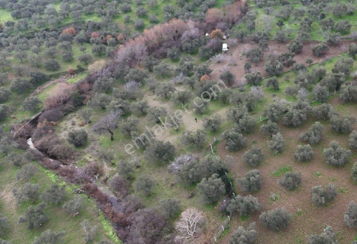 Golden Globy, Edremit Yaylaönü'nde Dere Kenarında Satılık 4,5 Dönüm Zeytinlik - Görsel 14