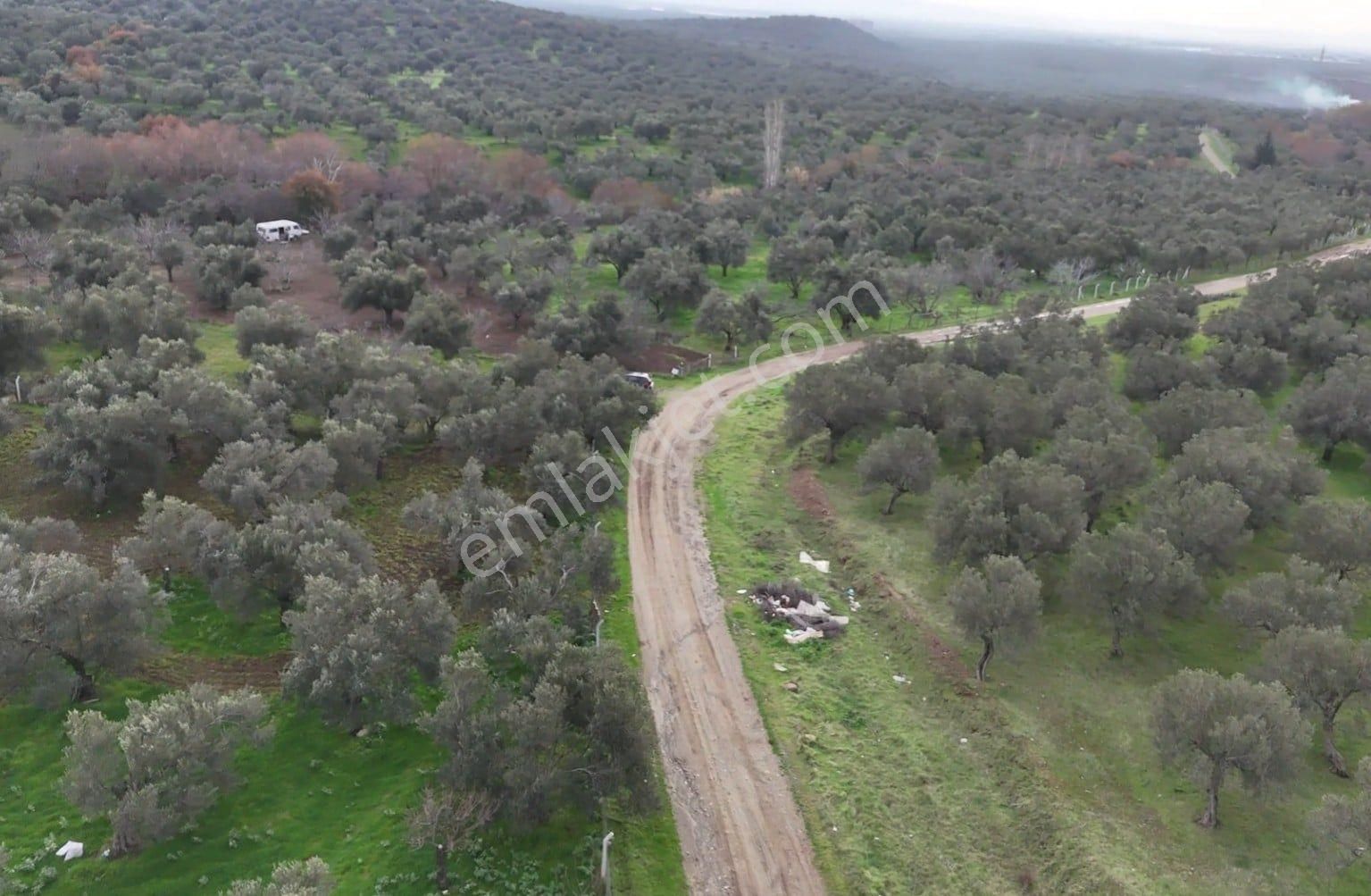 Golden Globy, Edremit Yaylaönü'nde Dere Kenarında Satılık 4,5 Dönüm Zeytinlik