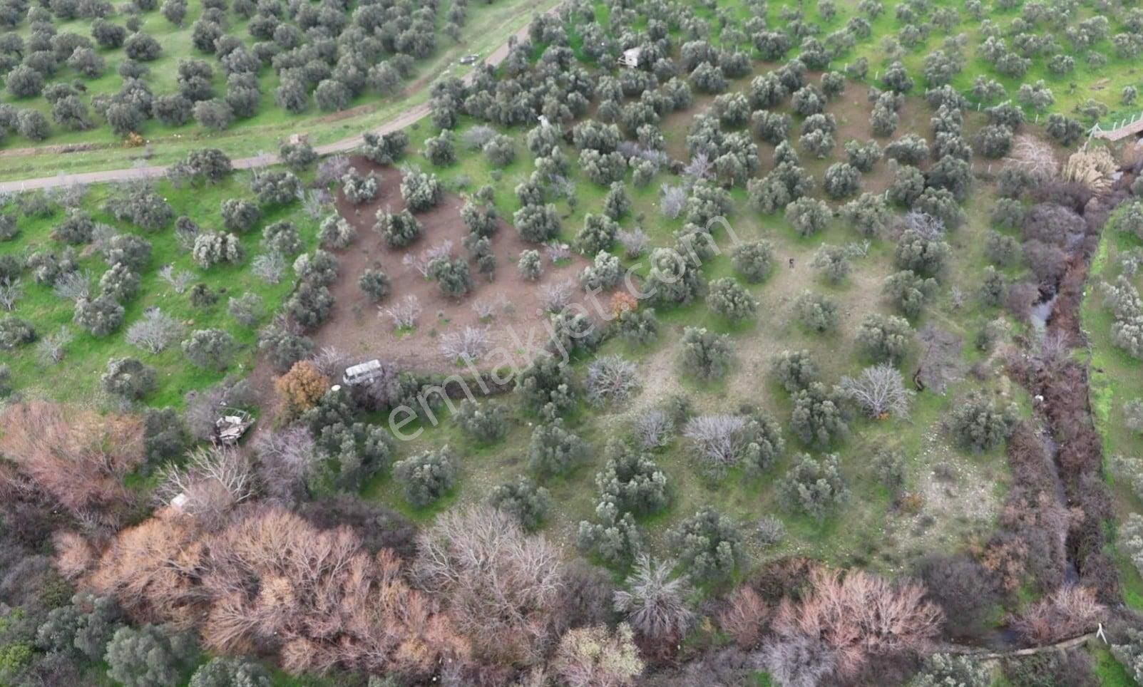 Golden Globy, Edremit Yaylaönü'nde Dere Kenarında Satılık 4,5 Dönüm Zeytinlik - Görsel 8