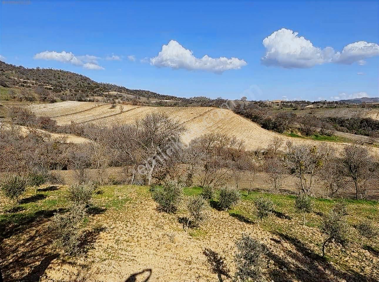 Yatırımlüx'den 3.557 M2 Zeytinlik - Görsel 3