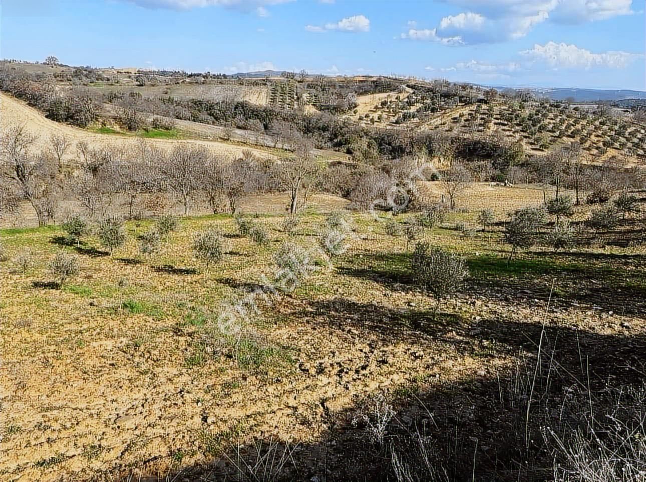 Yatırımlüx'den 3.557 M2 Zeytinlik - Görsel 4