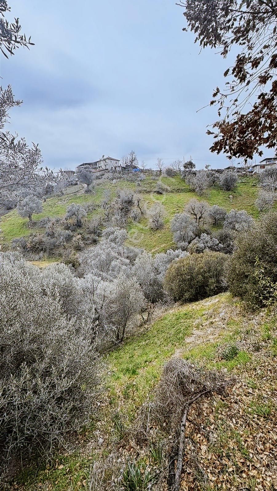 Hasköyde Satılık Bahçe 1.949 M2 - Görsel 13