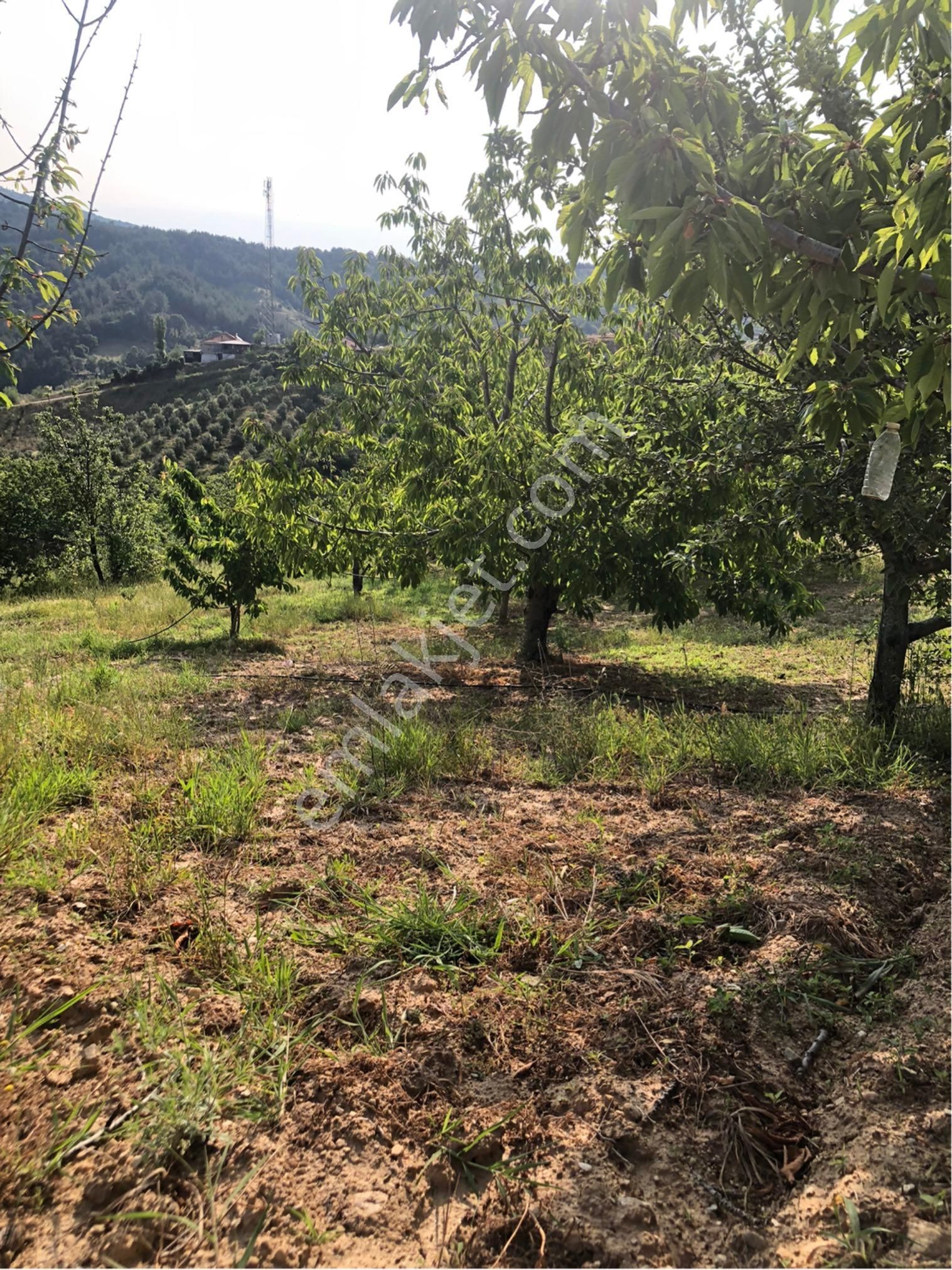Yatırımlık Tarla Takasa Açıktır - Görsel 2