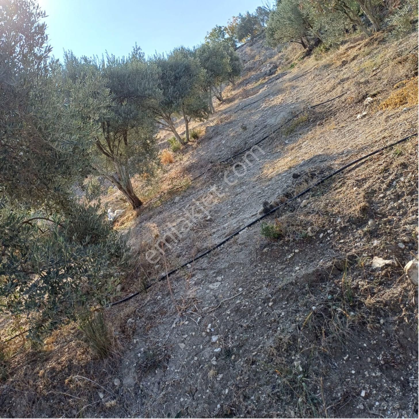 Karacasu Yenice'de Satılık Tarla