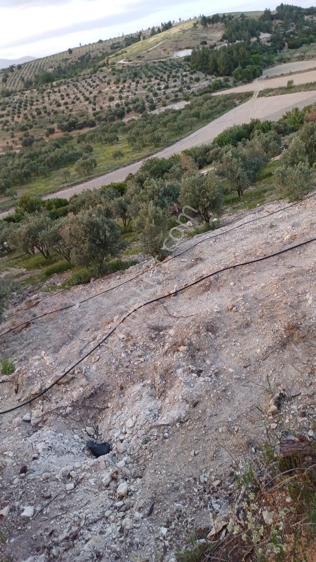 Karacasu Yenice'de Satılık Tarla - Görsel 3