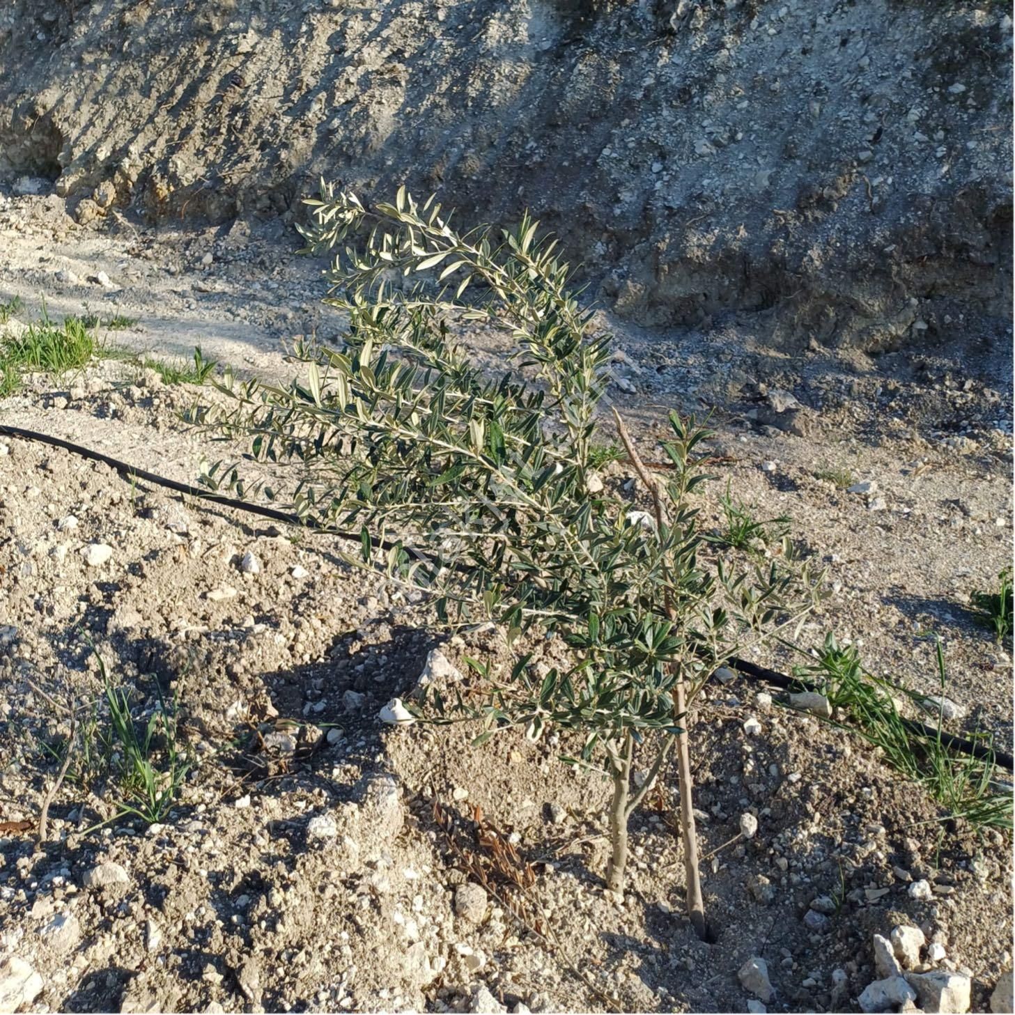 Karacasu Yenice'de Satılık Tarla - Görsel 9