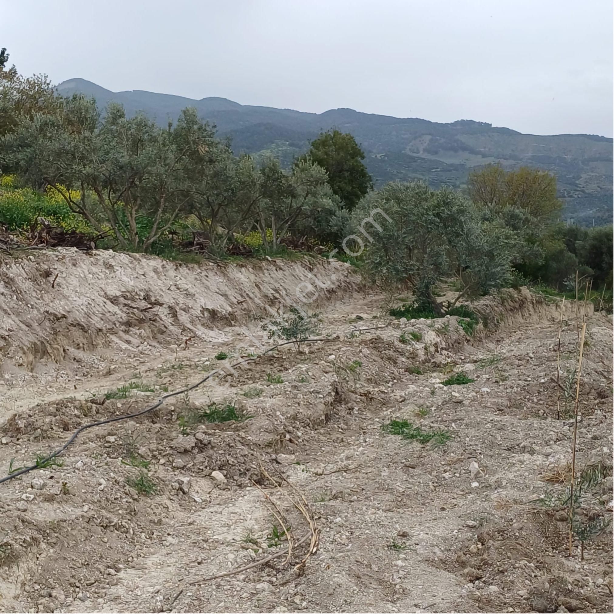 Karacasu Yenice'de Satılık Tarla - Görsel 7