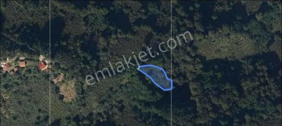 Realty World Perşembe Babalı Mah. Satılık 1500 M2 Fındık Bahçesi - Görsel 2