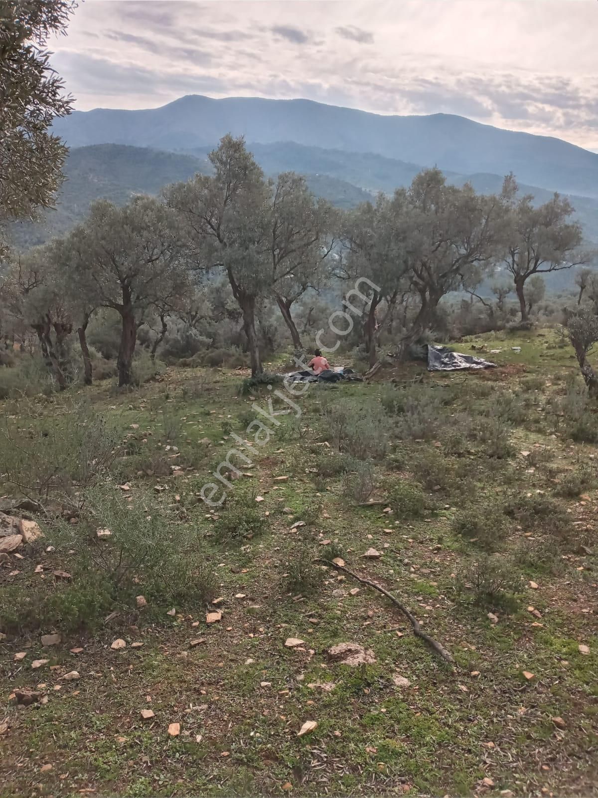 Bayındır Çenikler'de Yatırıma Uygun 4550 M2 Zeytinlik - Görsel 19
