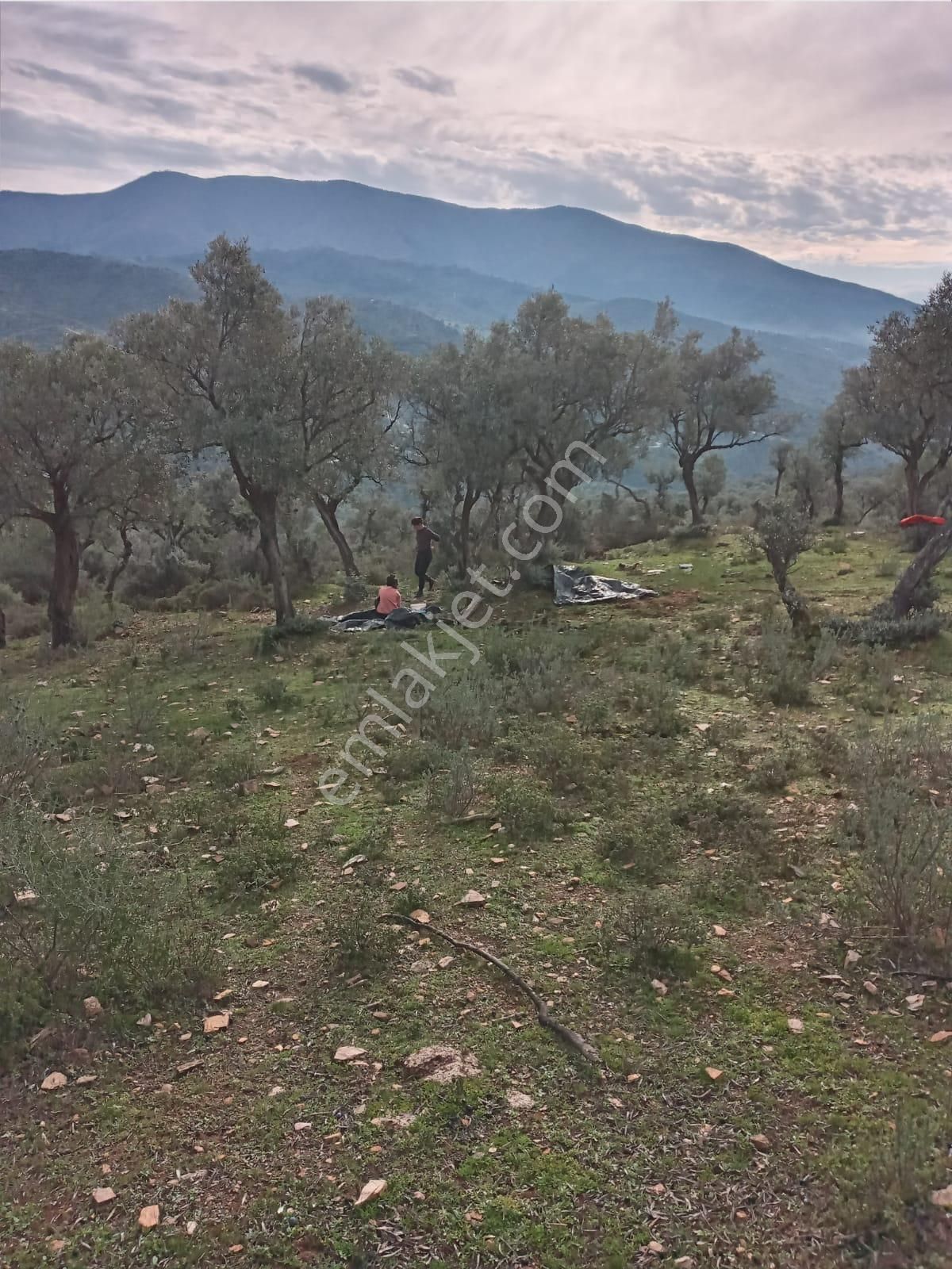 Bayındır Çenikler'de Yatırıma Uygun 4550 M2 Zeytinlik - Görsel 18