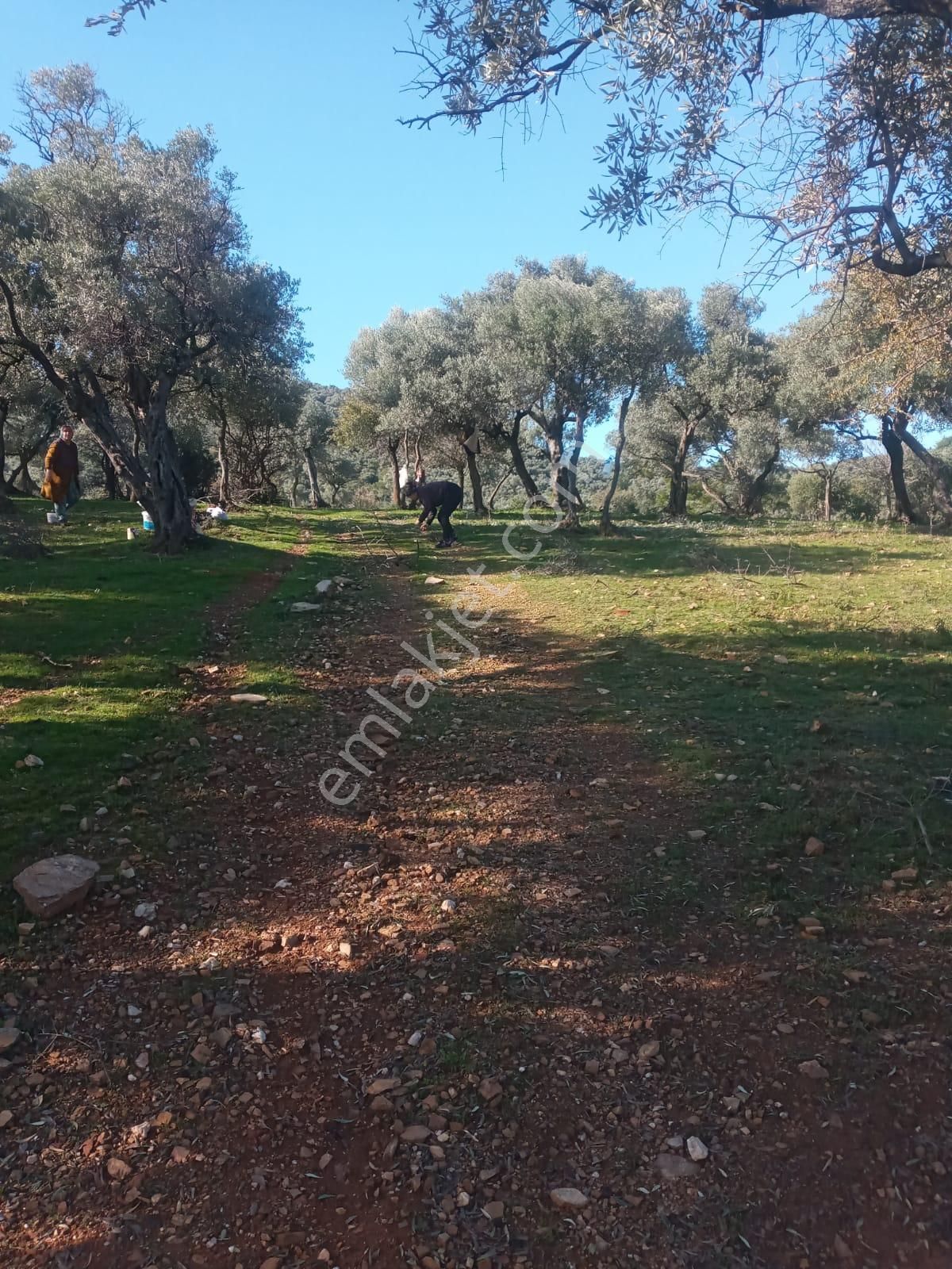 Bayındır Çenikler'de Yatırıma Uygun 4550 M2 Zeytinlik - Görsel 20